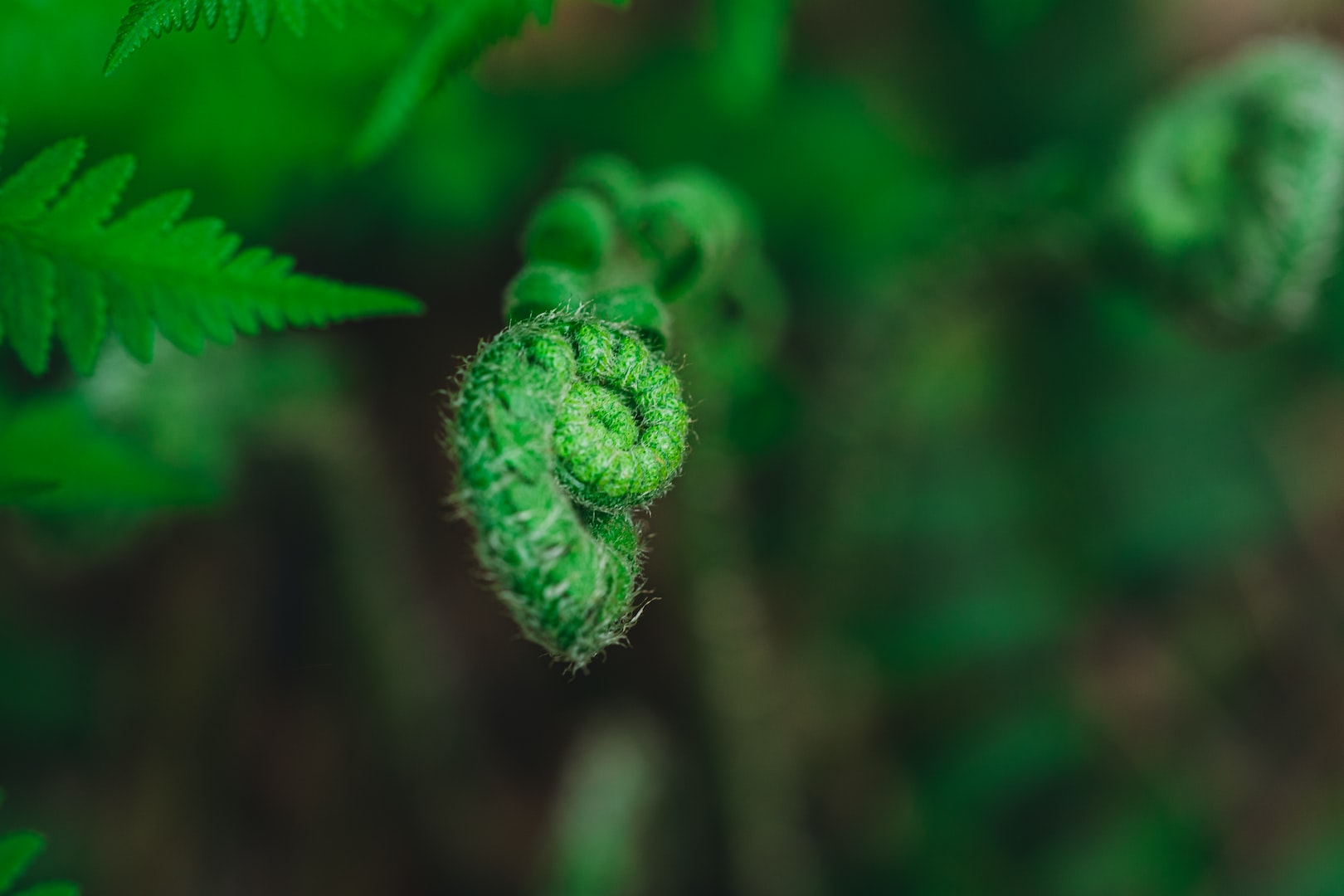 Hostpapa web photo - fiddlehead fern