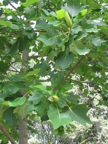 Tuliptree with Fruit Pods, West Toronto, Kay Broome