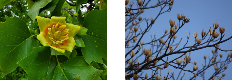 Left, Andrew Eroh, Unsplash, Right B137, Wikipedia Open Source