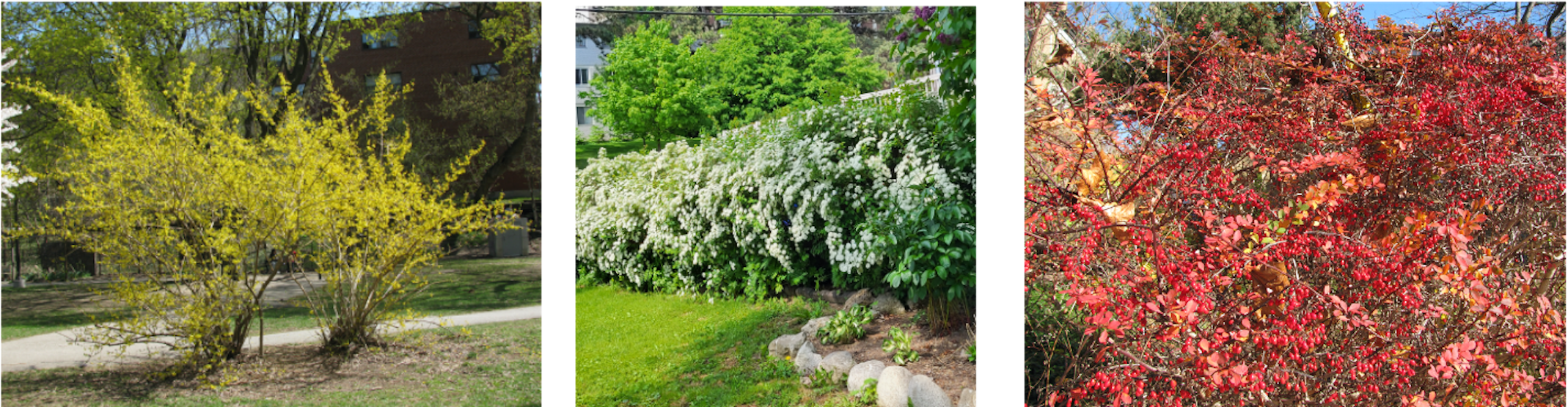 Various colourful hedges, (Photo:Kay Broome)