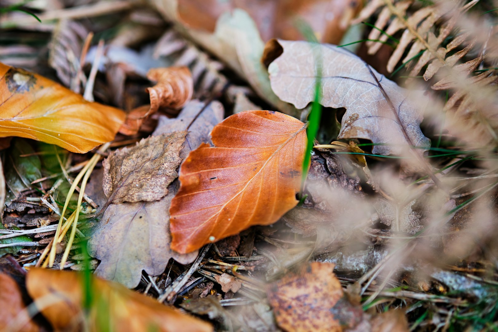 Beech leaves in Fall, Rodion Kutsaiev, Unsplash