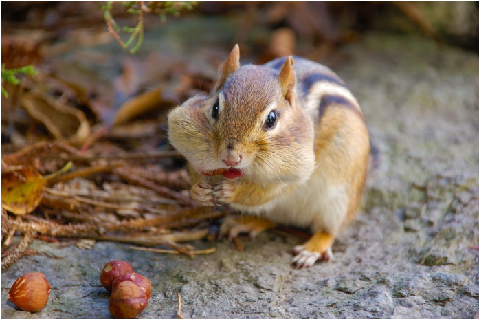 Chipmunk with buckeye nuts, Alex Lauzon, Unsplash