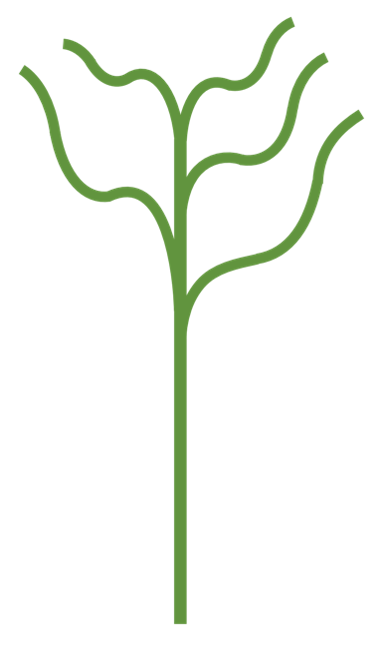 Talking Forest Poplar © Kay Broome 2009