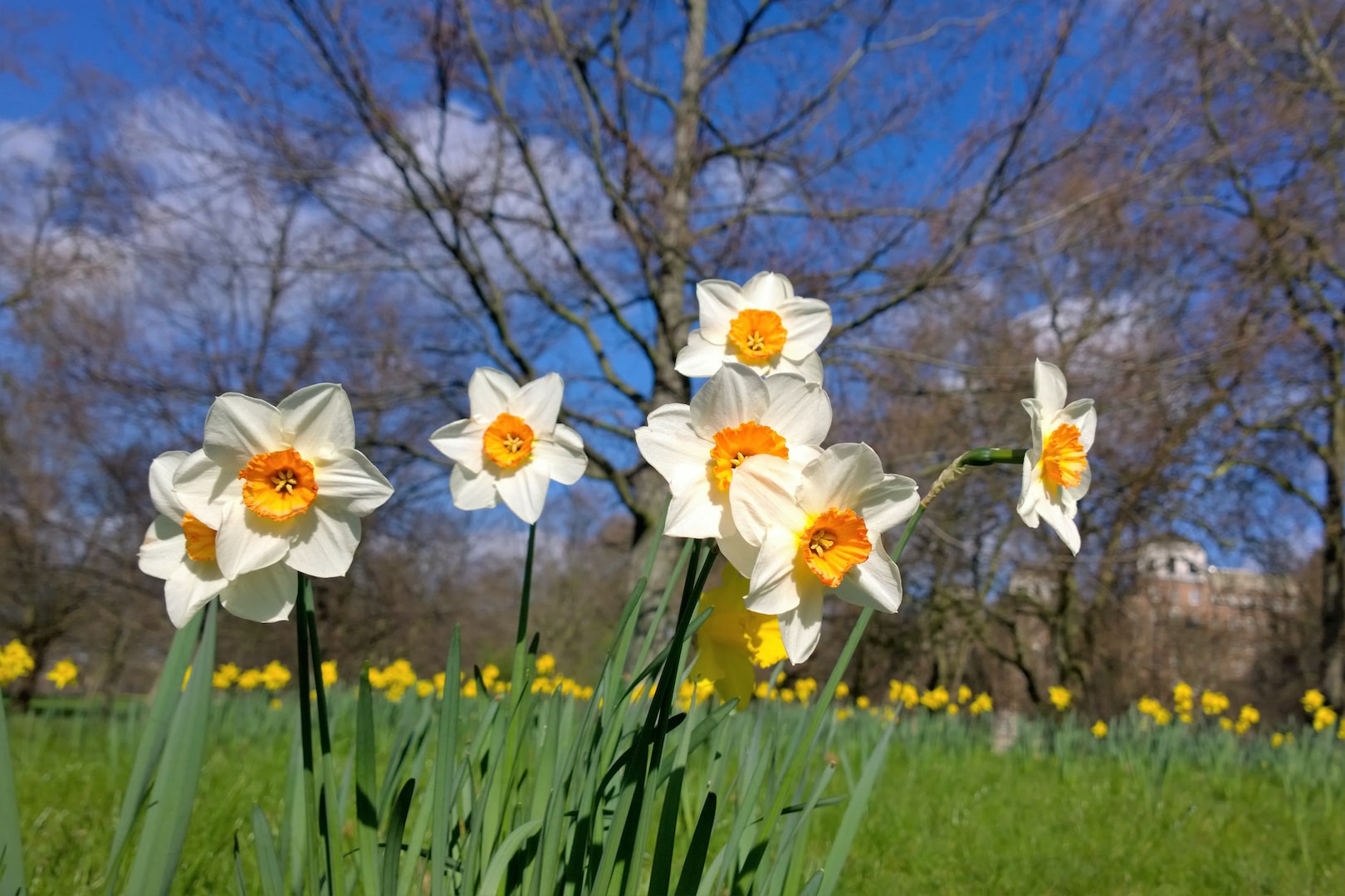 Hostpapa web photo of daffodils