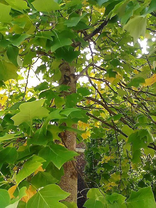 Tuliptree, West Toronto, Kay Broome