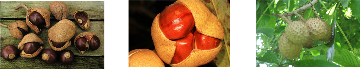 L, Yellow buckeye, UConn Database, C. Judy Gallagher, Wikimedia, R. Kay Broome